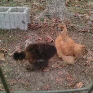 Mocha is our red hen and coco is our young rooster.