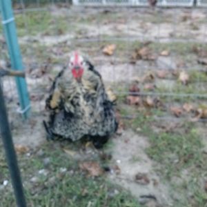 This is Fred,my silly frizzle rooster,he looks like a miniature turkey,runs like one to,lol.