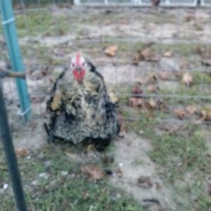 This is Fred,my silly frizzle rooster,he looks like a miniature turkey,runs like one to,lol.