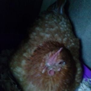 This is Red,we found her abandoned at a foreclosure home,and i took in her,she was so skinny and scared. But food,a warm coop and my love gave her a new life.Shes sassy and sweet snd loves her mealworms.Her boyfriend is fred.