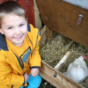 My son, Liam. He's loving being a farmer and loves checking for eggs :-)