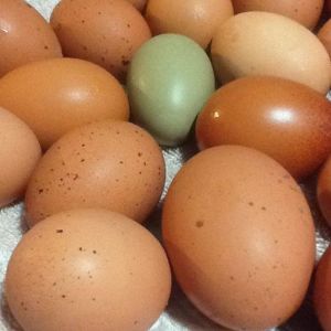 *
These brown eggs are from my Black Stars and Cuckoo Marans and the Olive egg is from my Blue laced Wyandotte mix....