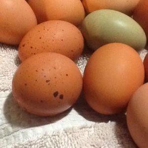 Lovey large eggs and even the brown ones are decorated...