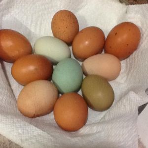 Two days worth of eggs and still had chickens to young to lay...
