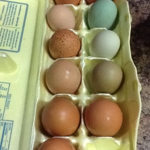 Is that not the prettiest blue egg, imagine my surprise when I opened egg box lid!!!