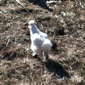 The super small little white Silkie.