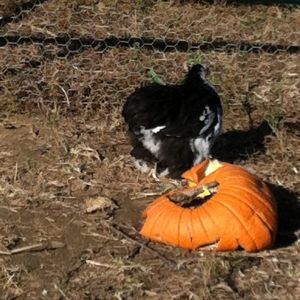 Mottled hen being shy. She really wanted to eat the pumpkin but wouldn't until I looked away haha