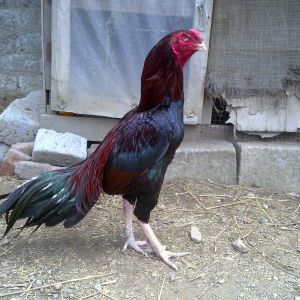 reza, blind by both eyes. he knows my foot sound take food only frm me.very emotinal bond with him 4 yrs age.