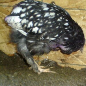 One of two Cochin rescue just 3 weeks ago  " Creole " just starting to grow Tail & Chest feathers.