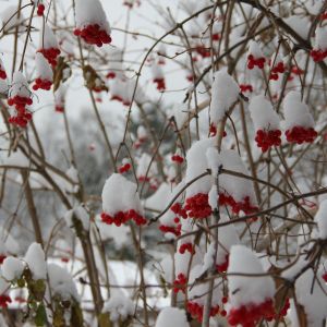 High Bush Cranberries after a beautiful snow fall Nov. 2013.