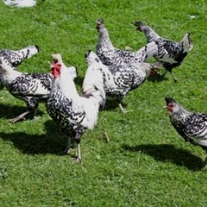 Silver-Spangled Spitzhaubens