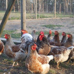 Blue-Laced-Red Wyandottes