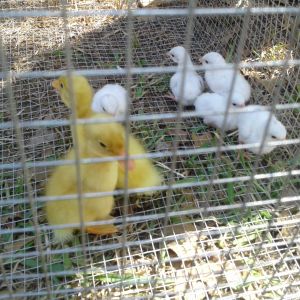 Baby ducks and white guineas from the Atwoods Store. They all died from coccidiosis.