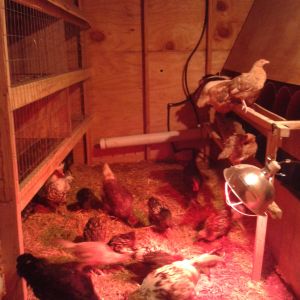 The inside of my egg-layer coop. The pipe in the back has watering nipples screwed into it and is fed with an extra water heater as water storage. No pilot light is lit! The nest boxes are framed in and built using 5 gallon buckets.