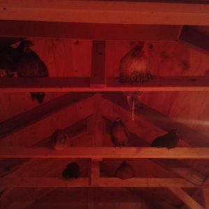 The rafters of of egg-layer coop.