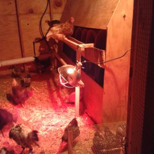 Nesting boxes in my coop are framed in 5 gallon buckets.