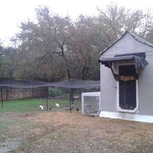 This is my large egg-layer coop.
