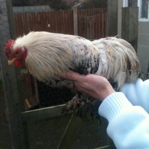 Peking bantam cockerel - Oliver
