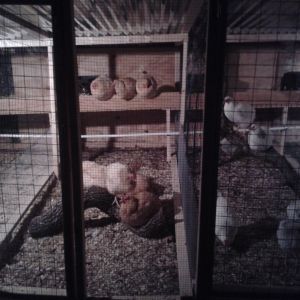 buff orpingtons and delawares in my breeder pen