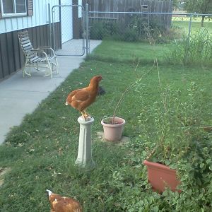 The typical chicken attitude of our chickens is that they belong on a pedestal.