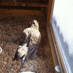 Daisy healed with new feathers