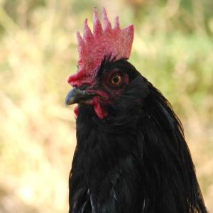 azerbaijan black rooster