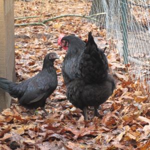 2 Full grown birds