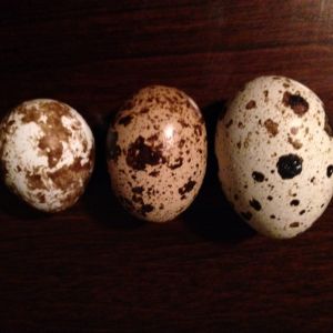 Quail eggs: leftmost is from a coturnix, middle is from a Texas A&M & the rightmost is a double yolker from another Texas A&M