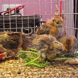 The largest chick, does this mean it is a male ?