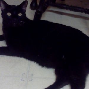 Shadow