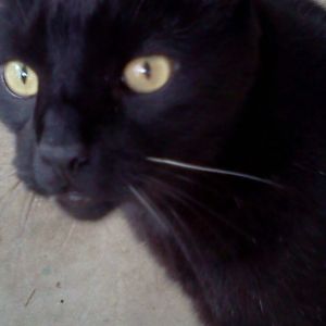 Shadow