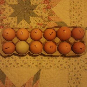 Mix of 11 purebreds and an easter egger from Just Fowling Around.