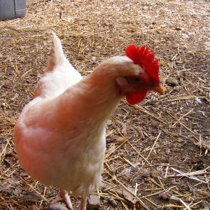 Deirdre the Delaware