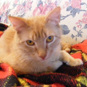 Ginger as a kitten (about 3 months)