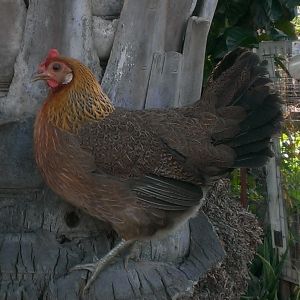 My red jungle fowl perching on a date tree.