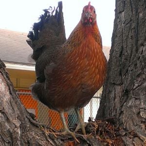 My red jungle fowl perched on a tree.