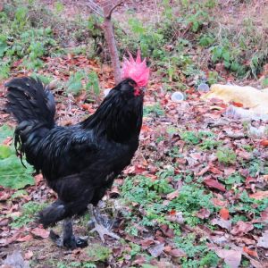 a.k.a. Black Azerbaijan