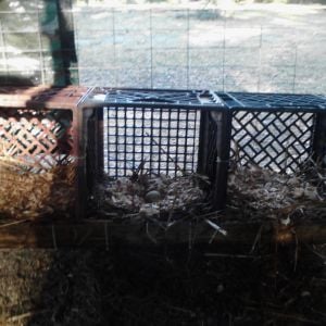 put together some nest boxes today using 3 old milk crates, a 1"x4" and a dozen zip ties, and it only took ten minutes. Five minutes to put it together and another five to hose the dirt off the crates because they were on the ground behind the shed.