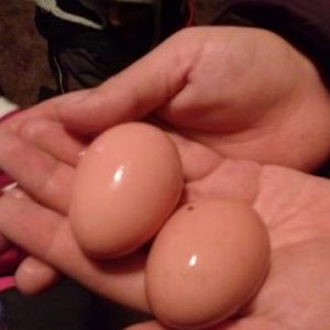 Christmas Eggs <3