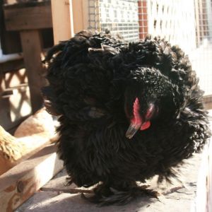 Violet, 36 weeks old, 809 grams.  Black Frizzle Cochin Bantam