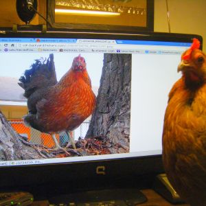Checking out her profile on Backyard Chickens.  Hmmm....!