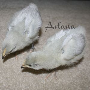 Lavender Orps 3 weeks old