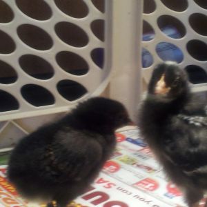 Big Mama and Blackie
