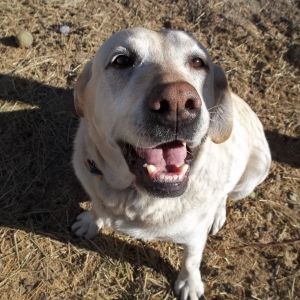 Marley the Yellow Lab! He is 8 years old! He is a very loyal companion!