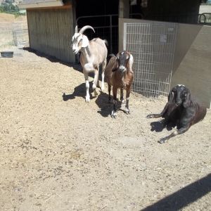 3 of my goats. Frodo, Midnight, and Brownie. I have 4 goats.
