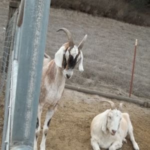 Frodo the Large Nubian goat. the white one is Snowflake! :)