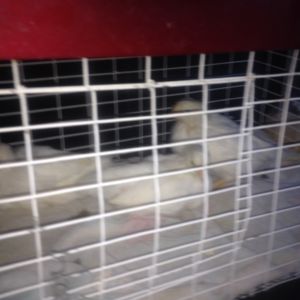 so excited to get started ! we drove to palm springs to get our first chickens . they are leghorn hens .we got six . 12/22/2013