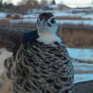 Thor - IB Pied Peacock