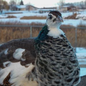 Thor - IB Pied Peacock