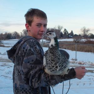 Thor - IB Pied Peacock